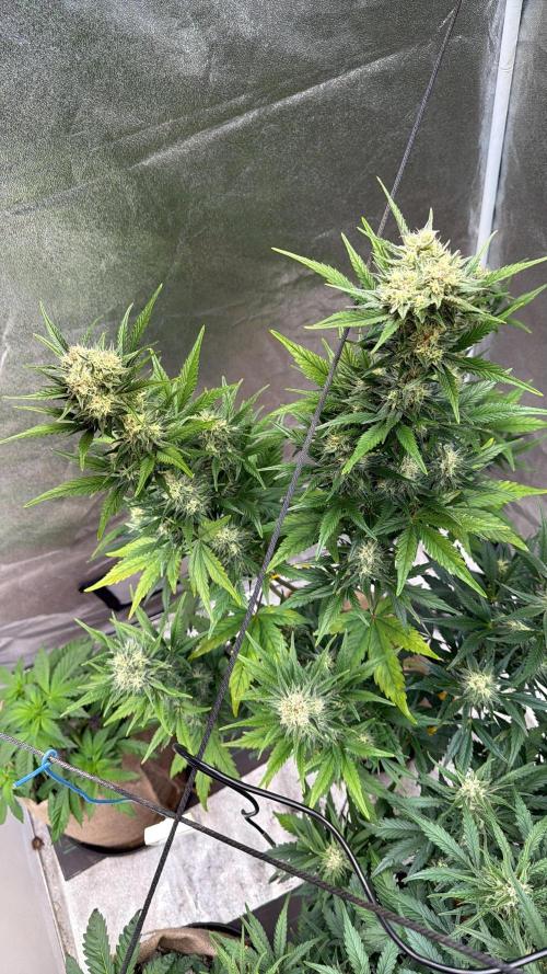 FastBuds Seedtest😁. Week 9