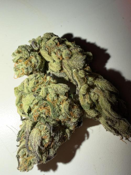 420 FastBuds Seedtest. Week 12