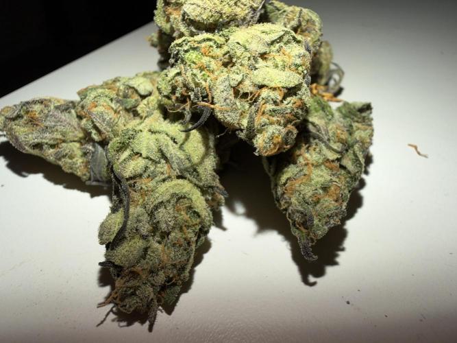 420 FastBuds Seedtest. Week 12