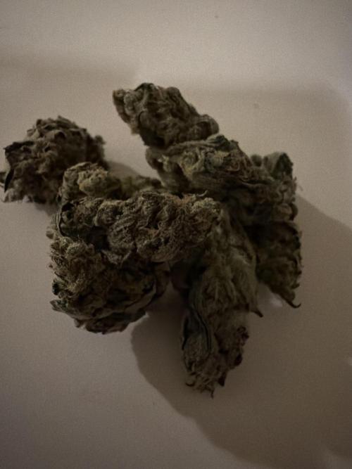 420 FastBuds Seedtest. Week 12