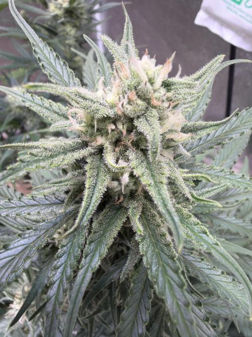 FastBuds Seedtest😁. Week 9 - Z-Up Tag 58.