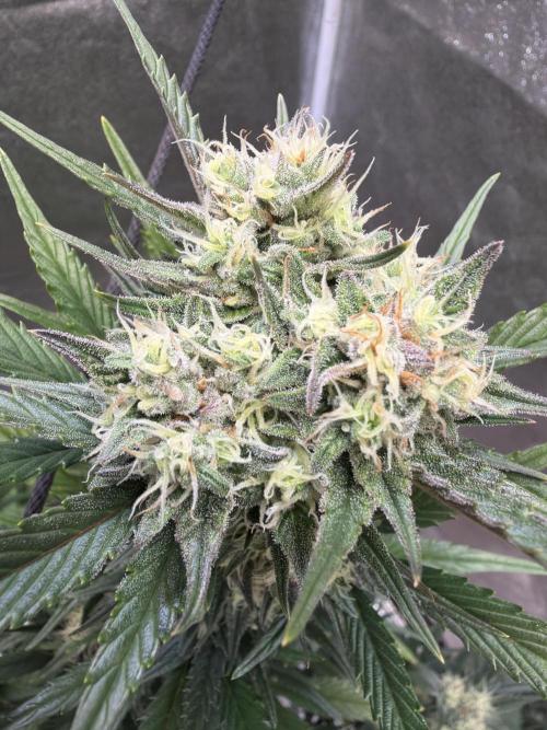 FastBuds Seedtest😁. Week 9 - AppleStrudel Tag 58.