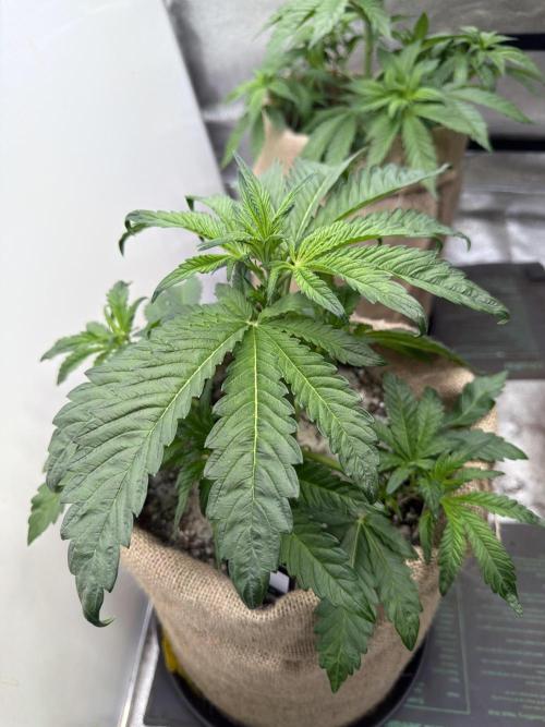 FastBuds42 Seedtest. Week 5 - BPP Tag 29.