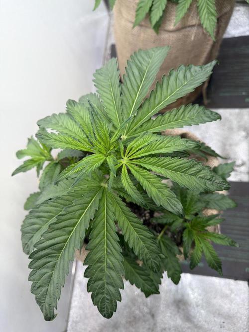 FastBuds42 Seedtest. Week 5 - BBP Tag 29.