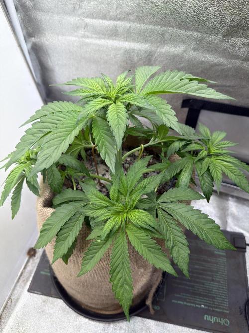 FastBuds42 Seedtest. Week 5 - Frostbanger Tag 29.