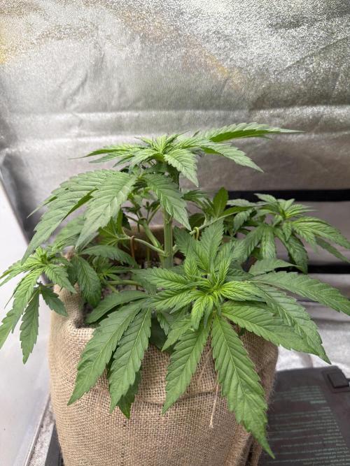 FastBuds42 Seedtest. Week 5 - Frostbanger Tag 29.