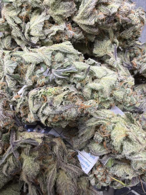 420 FastBuds Seedtest. Week 12