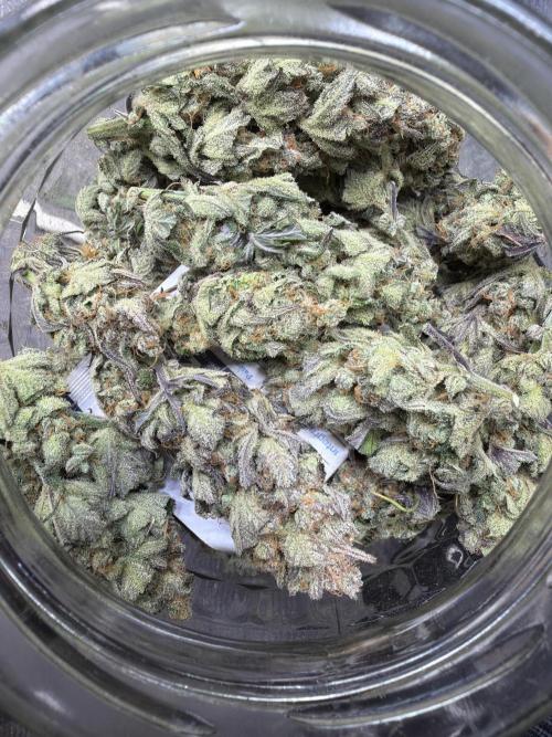 420 FastBuds Seedtest. Week 12