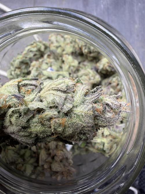 420 FastBuds Seedtest. Week 12