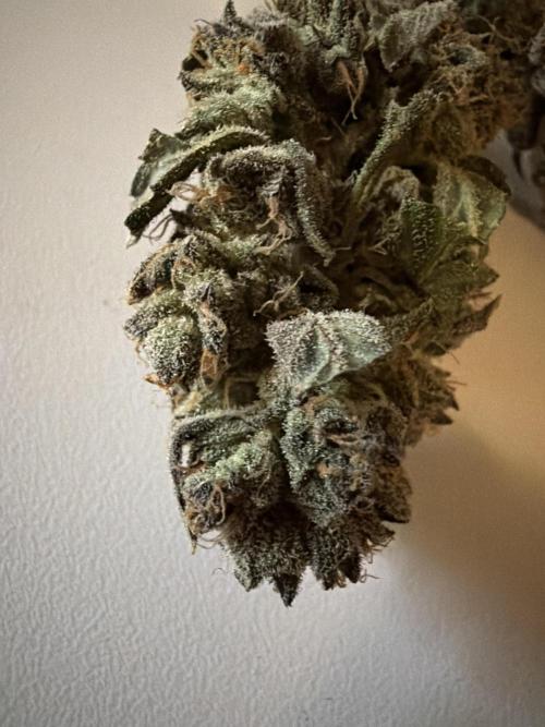 420 Fast Buds. Week 13