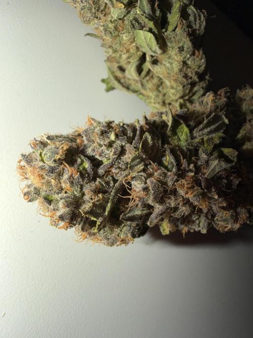 420 Fast Buds. Week 13