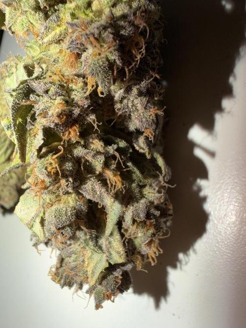 420 Fast Buds. Week 13