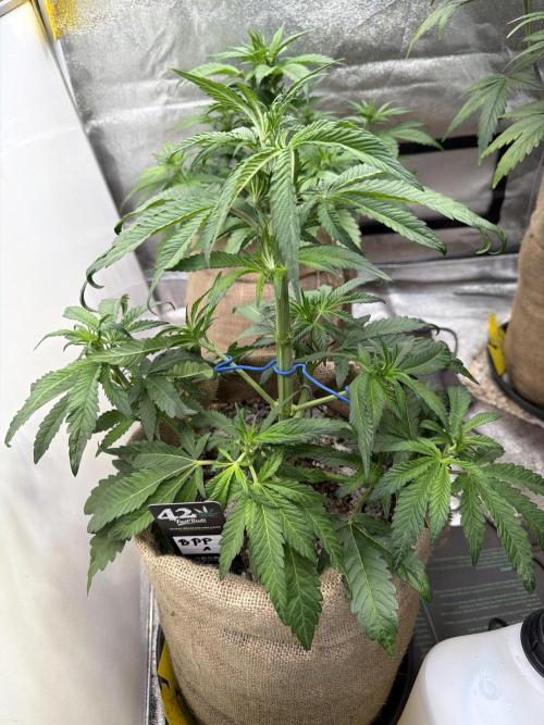 FastBuds42 Seedtest. Week 5 - Tag 33.