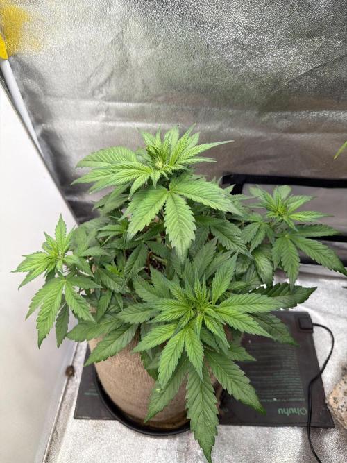 FastBuds42 Seedtest. Week 5 - Tag 33.
