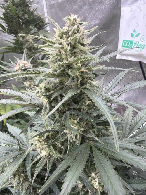 FastBuds Seedtest😁. Week 9 - Tag 62