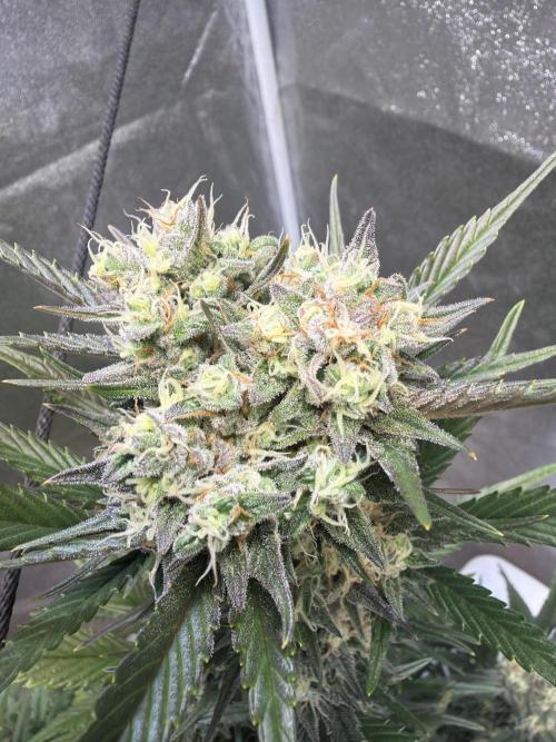 FastBuds Seedtest😁. Week 9 - Tag 62