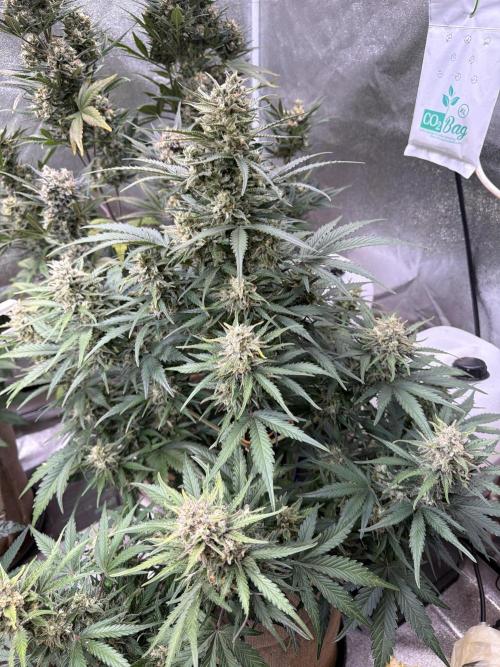 FastBuds Seedtest😁. Week 10 - Tag 66.Z-Up