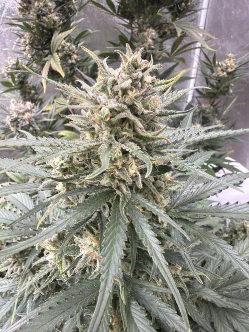 FastBuds Seedtest😁. Week 10 - Tag 66.Z-Up