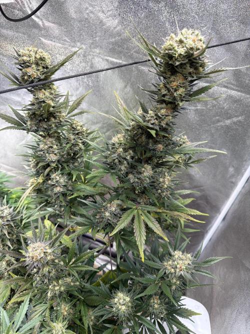 FastBuds Seedtest😁. Week 10 - Tag 66.