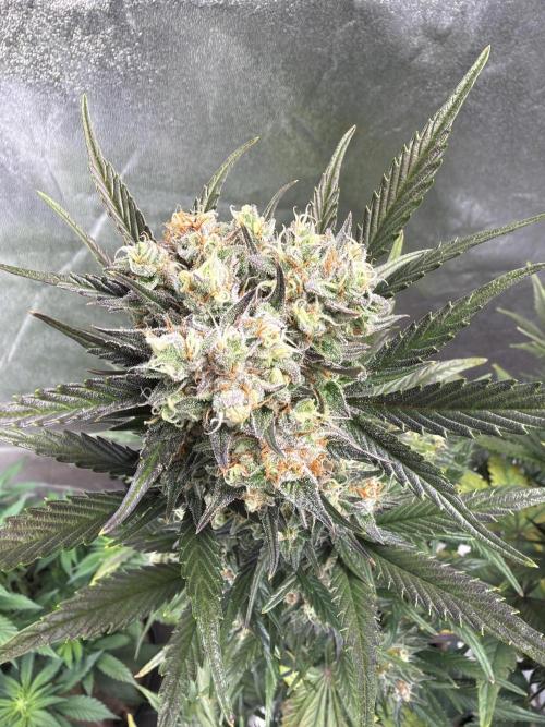 FastBuds Seedtest😁. Week 10 - Tag 66.