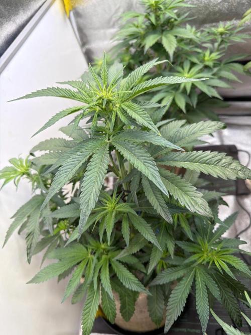 FastBuds42 Seedtest. Week 6 - BPP tag 37.