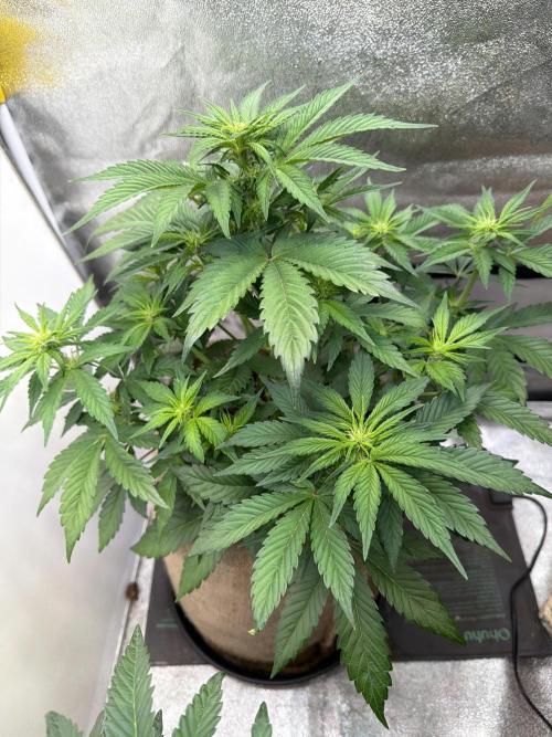 FastBuds42 Seedtest. Week 6 - Frostbanger tag 37.