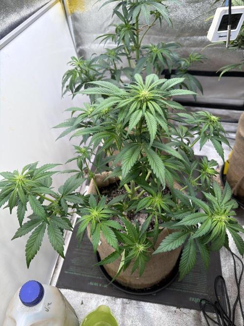 FastBuds42 Seedtest. Week 6