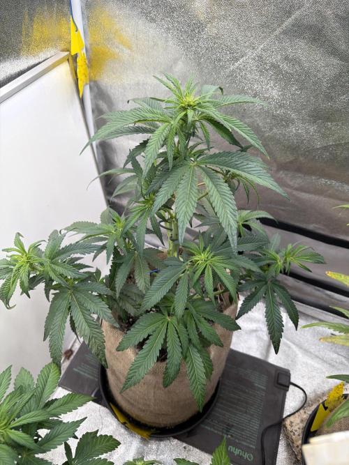 FastBuds42 Seedtest. Week 6