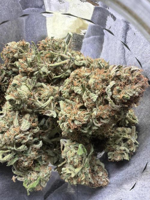 420 FastBuds Seedtest. Week 13