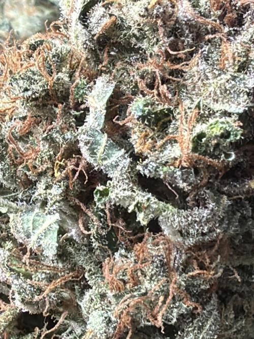 420 FastBuds Seedtest. Week 13