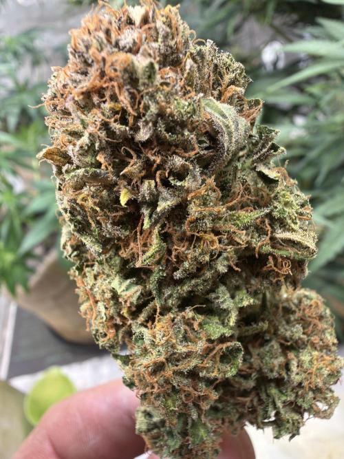 420 FastBuds Seedtest. Week 13