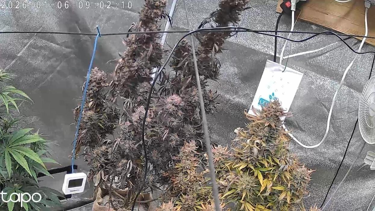 FastBuds Seedtest😁. Week 11 - Leider in Urlaub😉