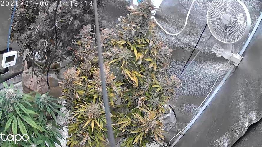 FastBuds Seedtest😁. Week 12 - Tag 81. von urlaub