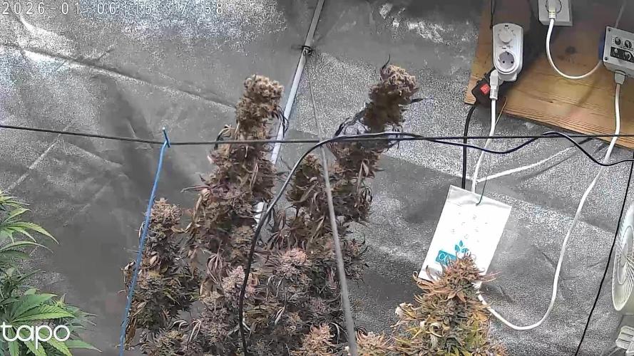 FastBuds Seedtest😁. Week 12 - Tag 81. 