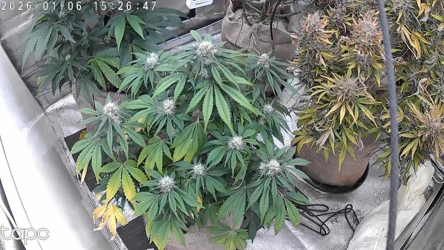 FastBuds42 Seedtest. Week 7