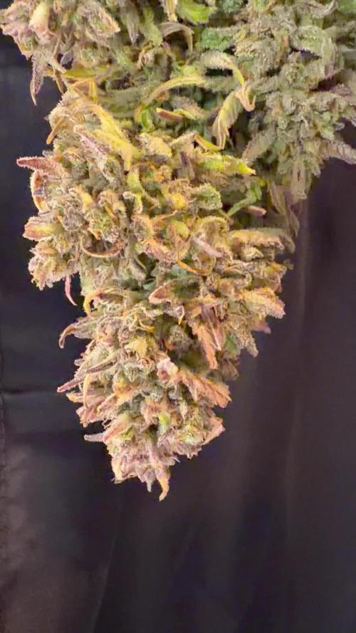 FastBuds Seedtest😁