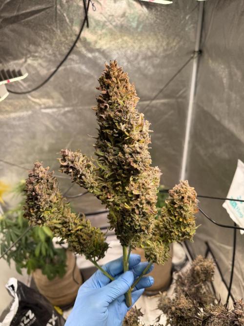 FastBuds Seedtest😁. Week 13