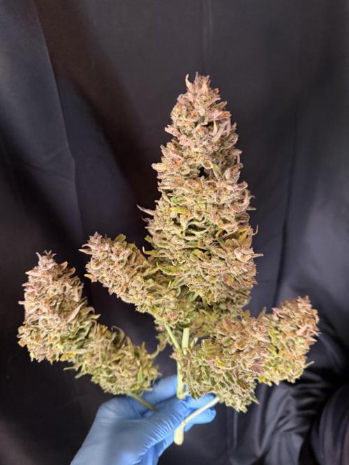 FastBuds Seedtest😁. Week 13