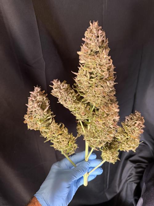 FastBuds Seedtest😁. Week 13