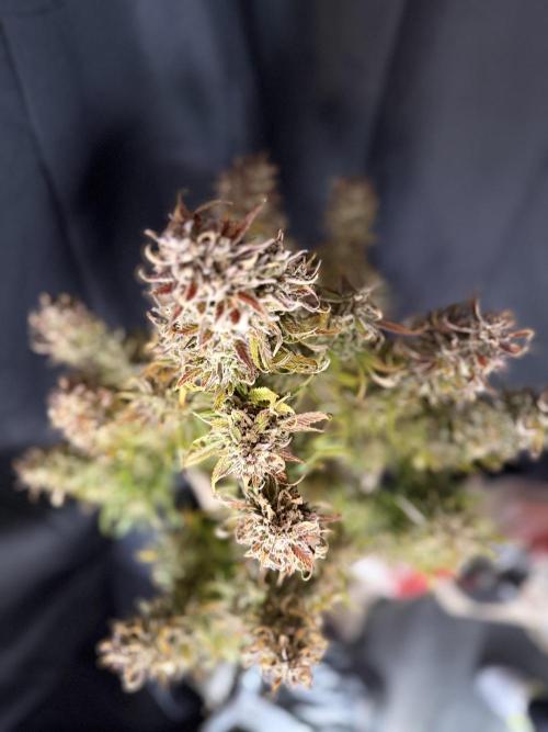 FastBuds Seedtest😁. Week 13