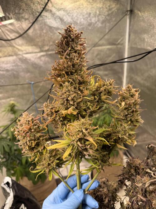 FastBuds Seedtest😁. Week 13