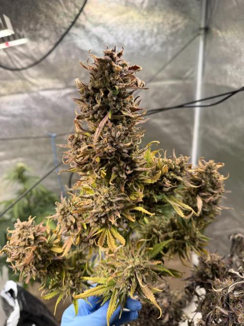 FastBuds Seedtest😁. Week 13