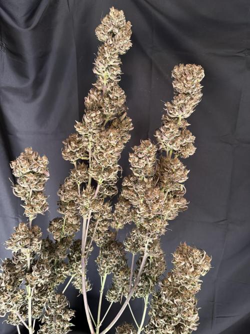 FastBuds Seedtest😁. Week 13