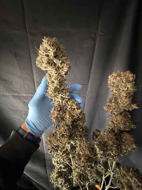 FastBuds Seedtest😁. Week 13