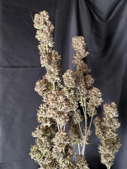 FastBuds Seedtest😁. Week 13