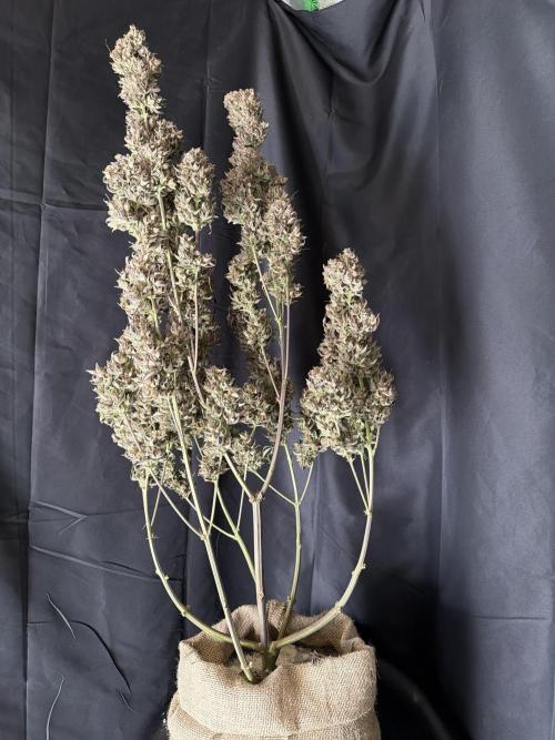 FastBuds Seedtest😁. Week 13