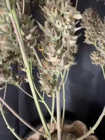 FastBuds Seedtest😁