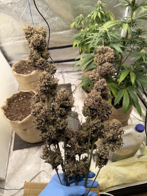 FastBuds Seedtest😁. Week 12