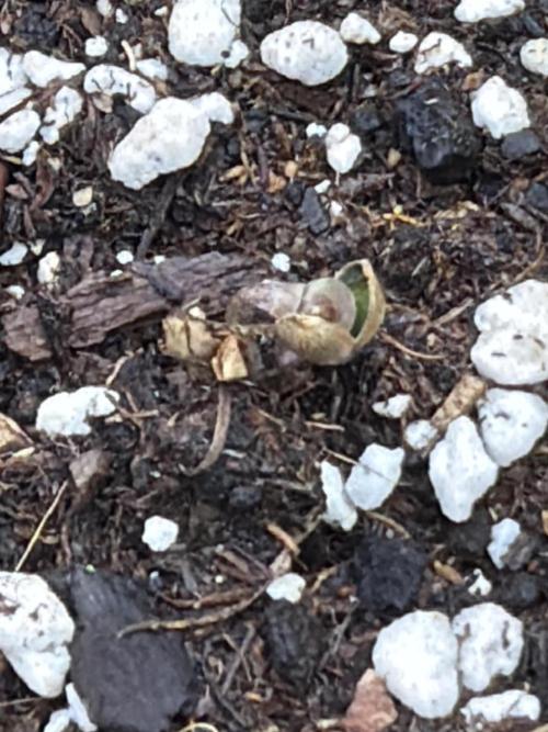 420 Fast Buds Seedtest. Week 0 - Guava Tag 1.