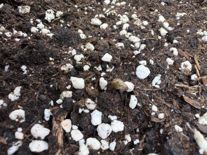 420 Fast Buds Seedtest. Week 0 - Guava Tag 1